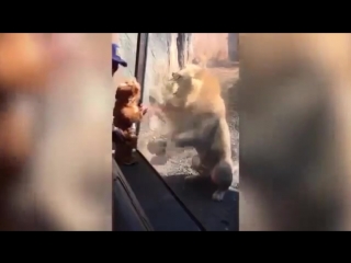 meeting a lion with a teen dressed as a lion cub))