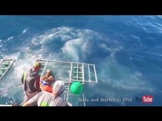 the shark broke into the cage to the diver  scary footage